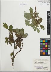 Foto von Salix hastata L.